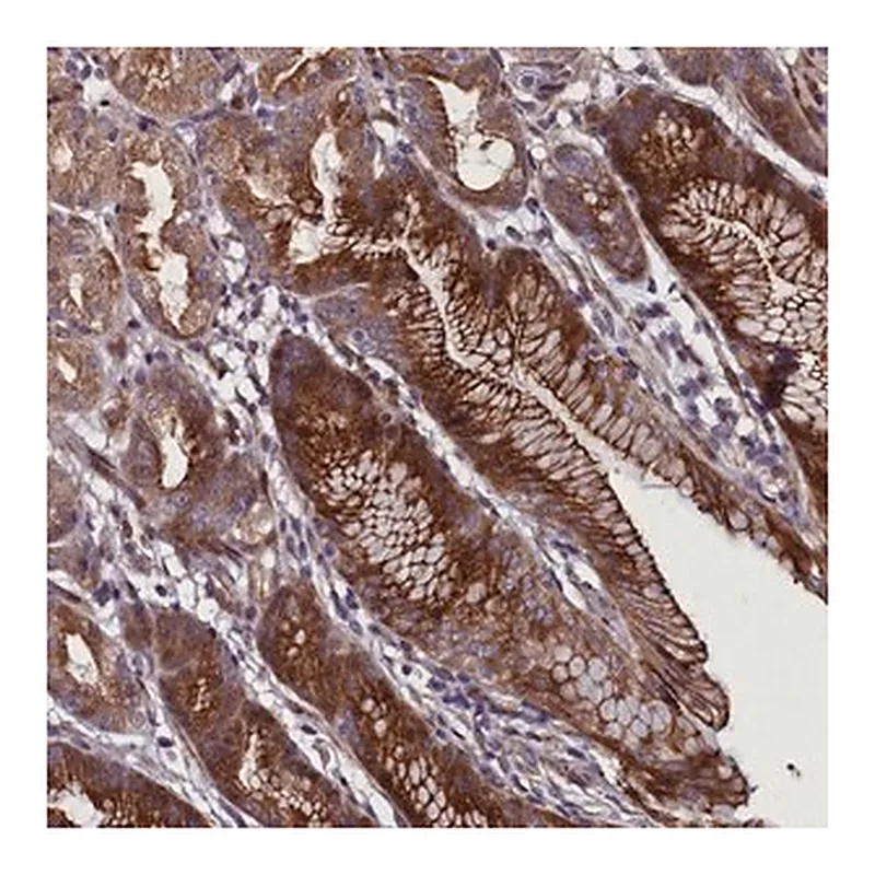 Merck Anti-MCRIP1 antibody produced in rabbit