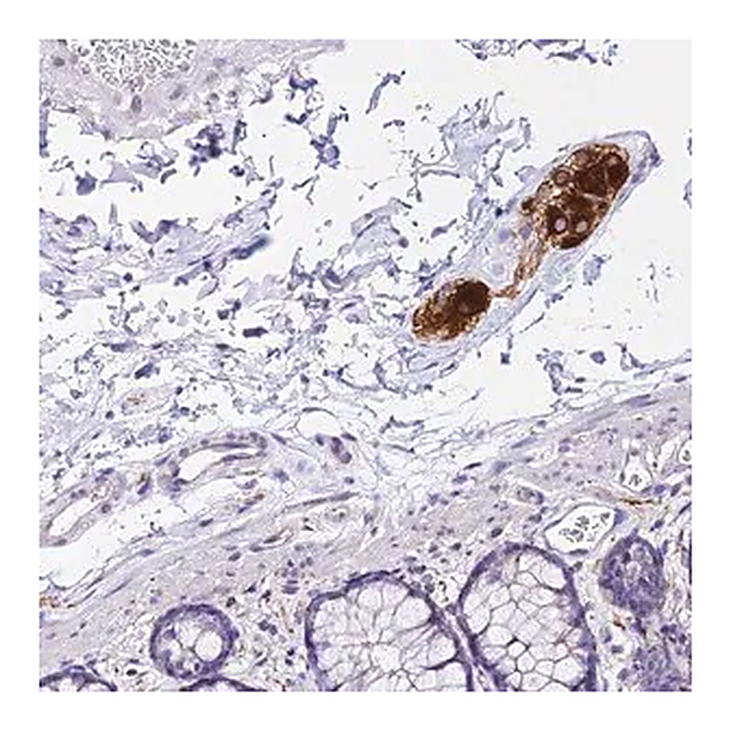 Merck Anti-ATG16L2 antibody produced in rabbit