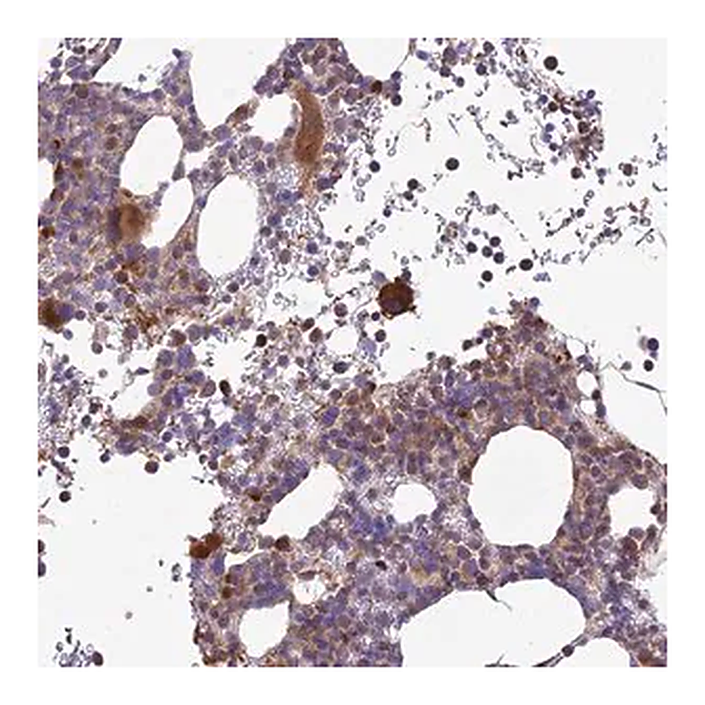Merck Anti-ROCK1 antibody produced in rabbit