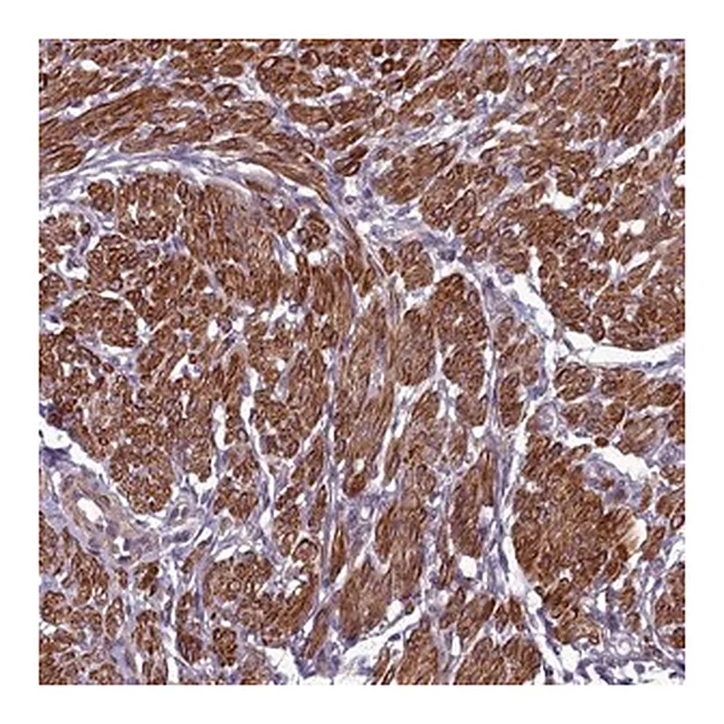 Merck Anti-ZNF626 antibody produced in rabbit