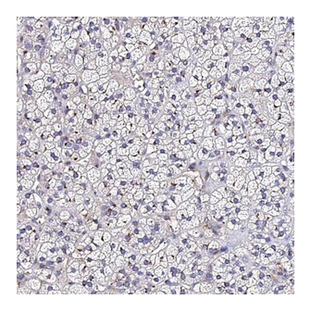 Merck Anti-ADAMTSL2 antibody produced in rabbit