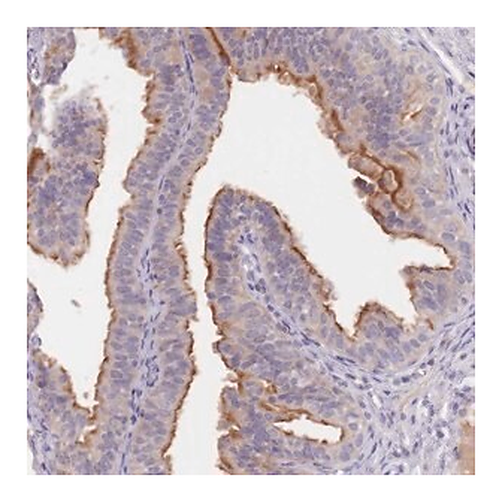 Merck Anti-C1ORF189 antibody produced in rabbit