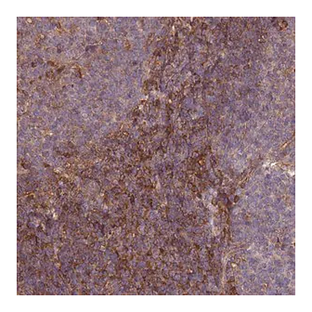 Merck Anti-C17ORF62 antibody produced in rabbit