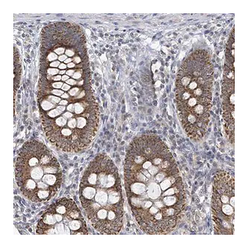 Merck Anti-COQ10B antibody produced in rabbit