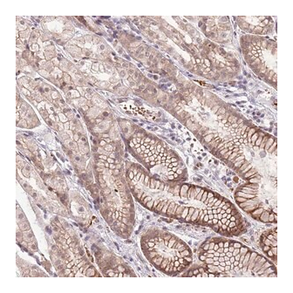 Merck Anti-TM2D1 antibody produced in rabbit
