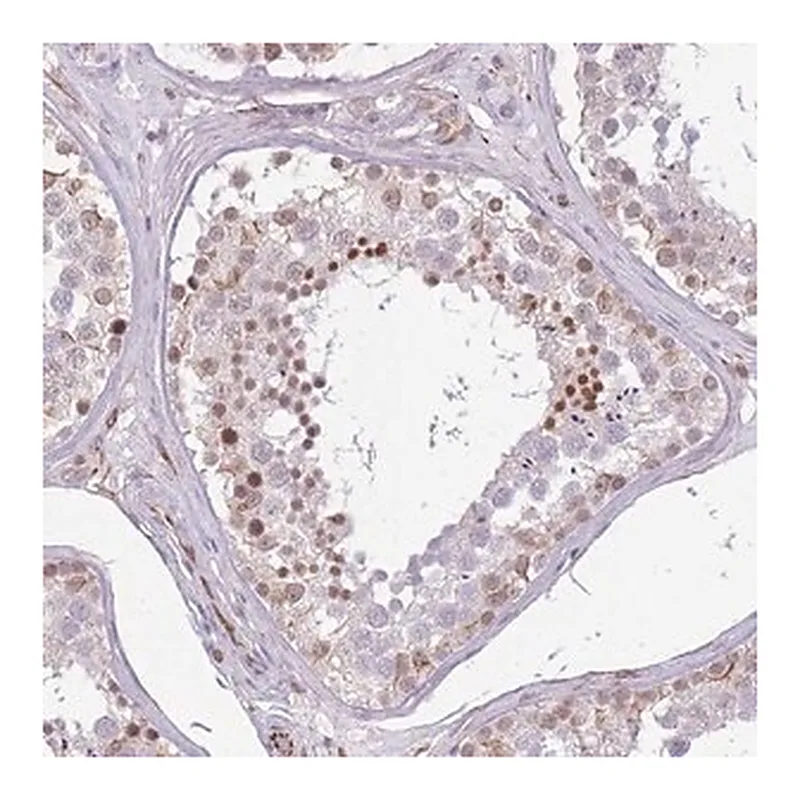 Merck Anti-ELL antibody produced in rabbit