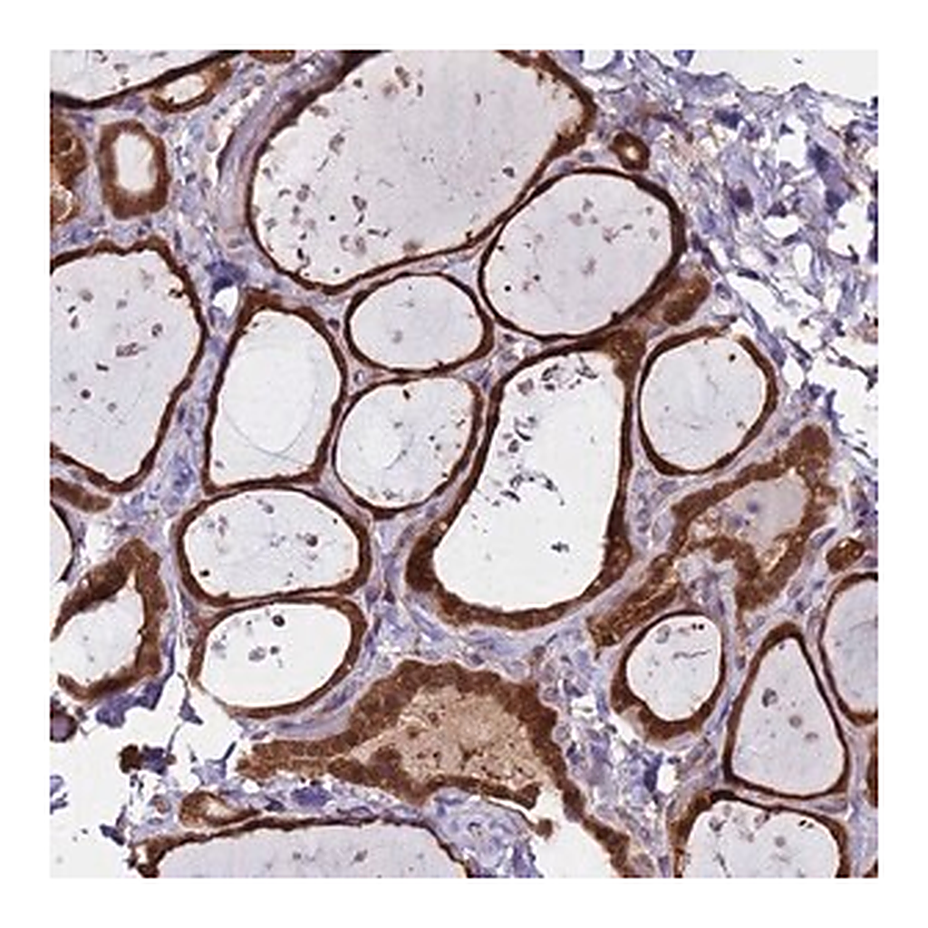 Merck Anti-ASNA1 antibody produced in rabbit