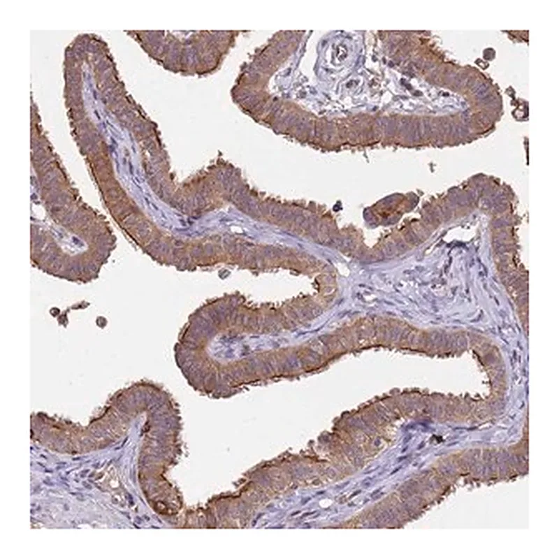 Merck Anti-NPHP1 antibody produced in rabbit