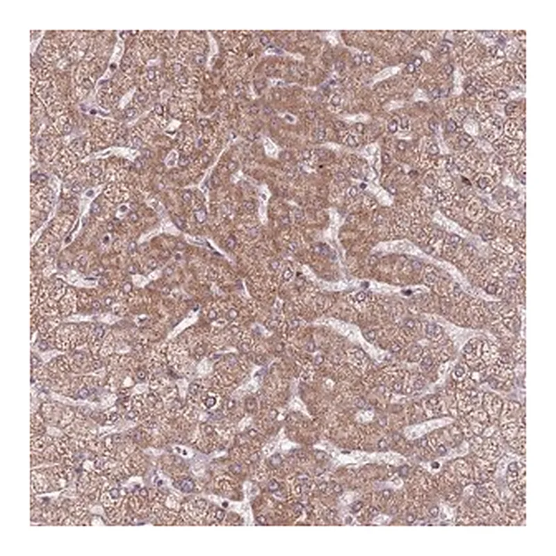 Merck Anti-RNF181 antibody produced in rabbit