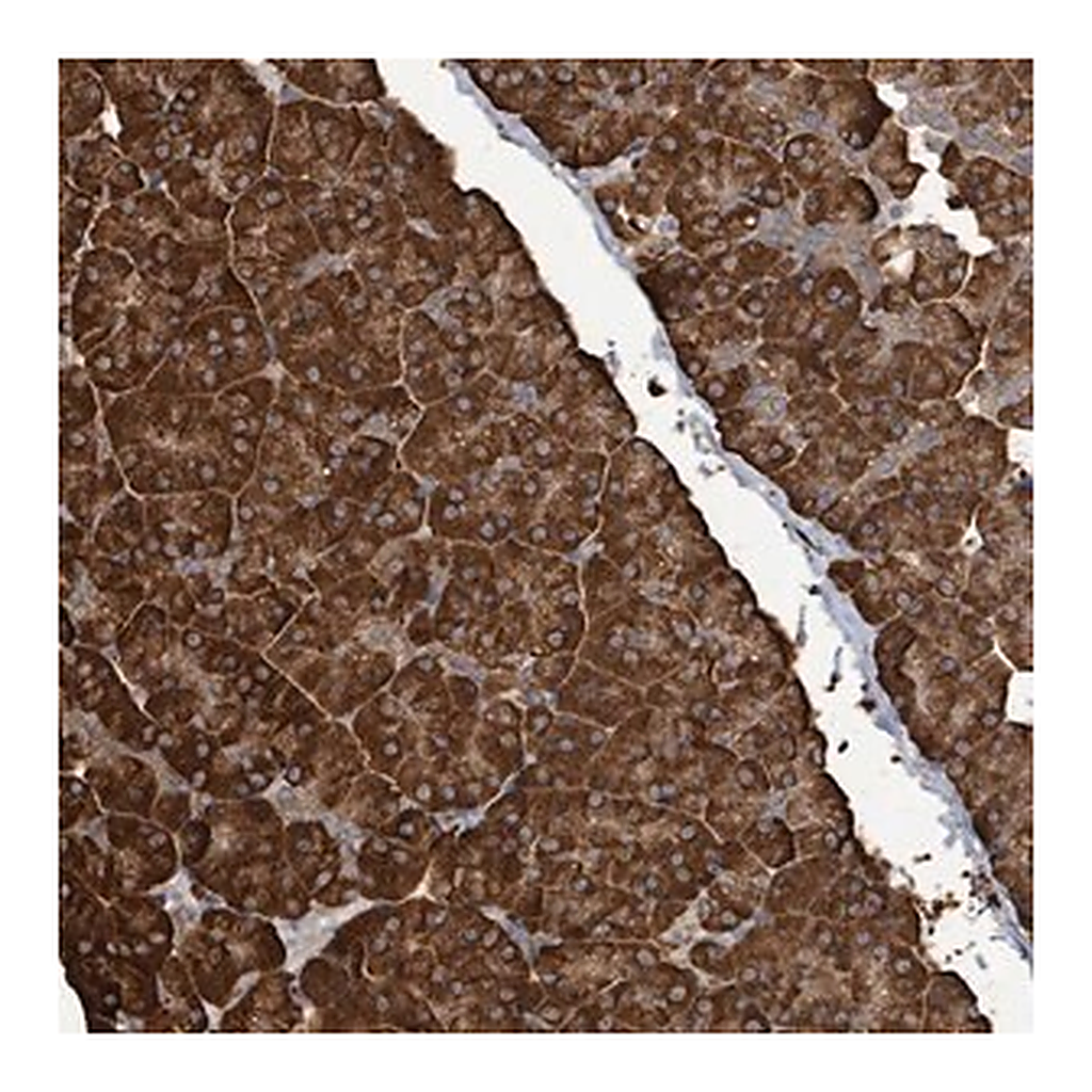 Merck Anti-RFPL4A antibody produced in rabbit