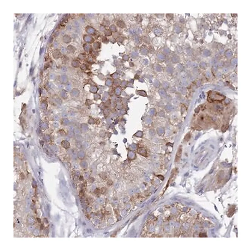 Merck Anti-SCAPER antibody produced in rabbit