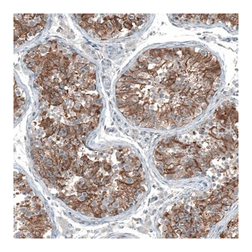 Merck Anti-OCM antibody produced in rabbit