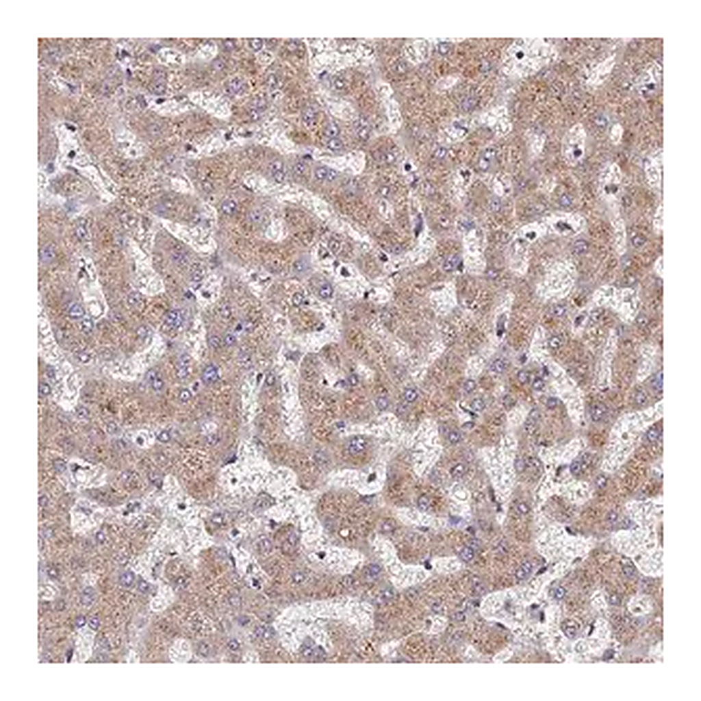Merck Anti-DPH5 antibody produced in rabbit