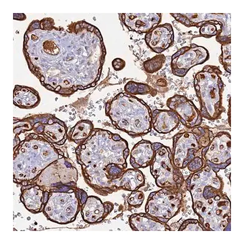 Merck Anti-CYSLTR2 antibody produced in rabbit