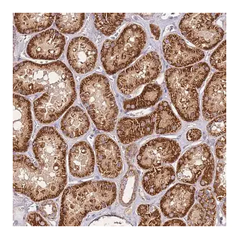 Merck Anti-KRTAP21-3 antibody produced in rabbit