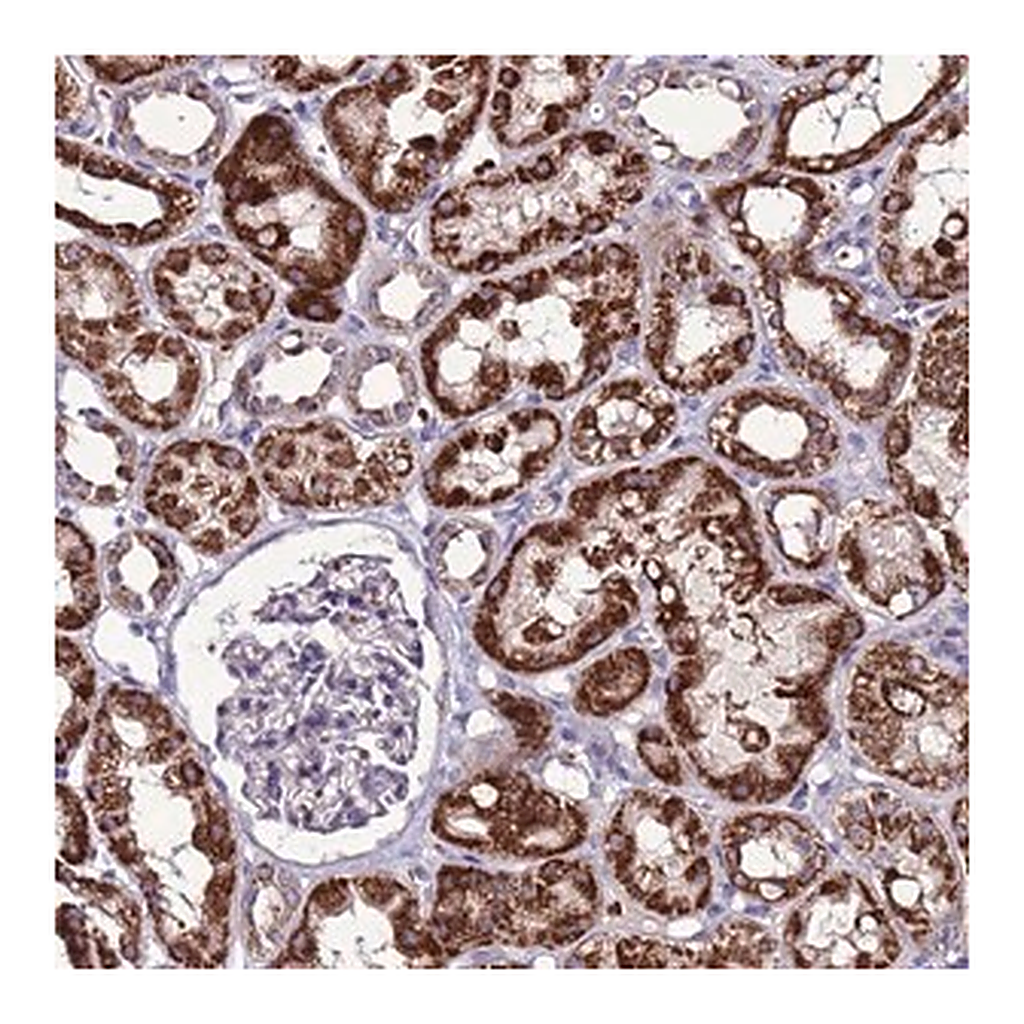 Merck Anti-SPSB3 antibody produced in rabbit
