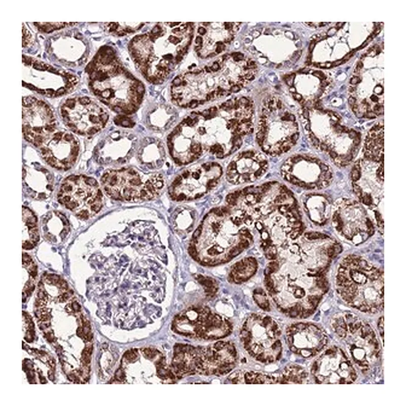 Merck Anti-SPSB3 antibody produced in rabbit