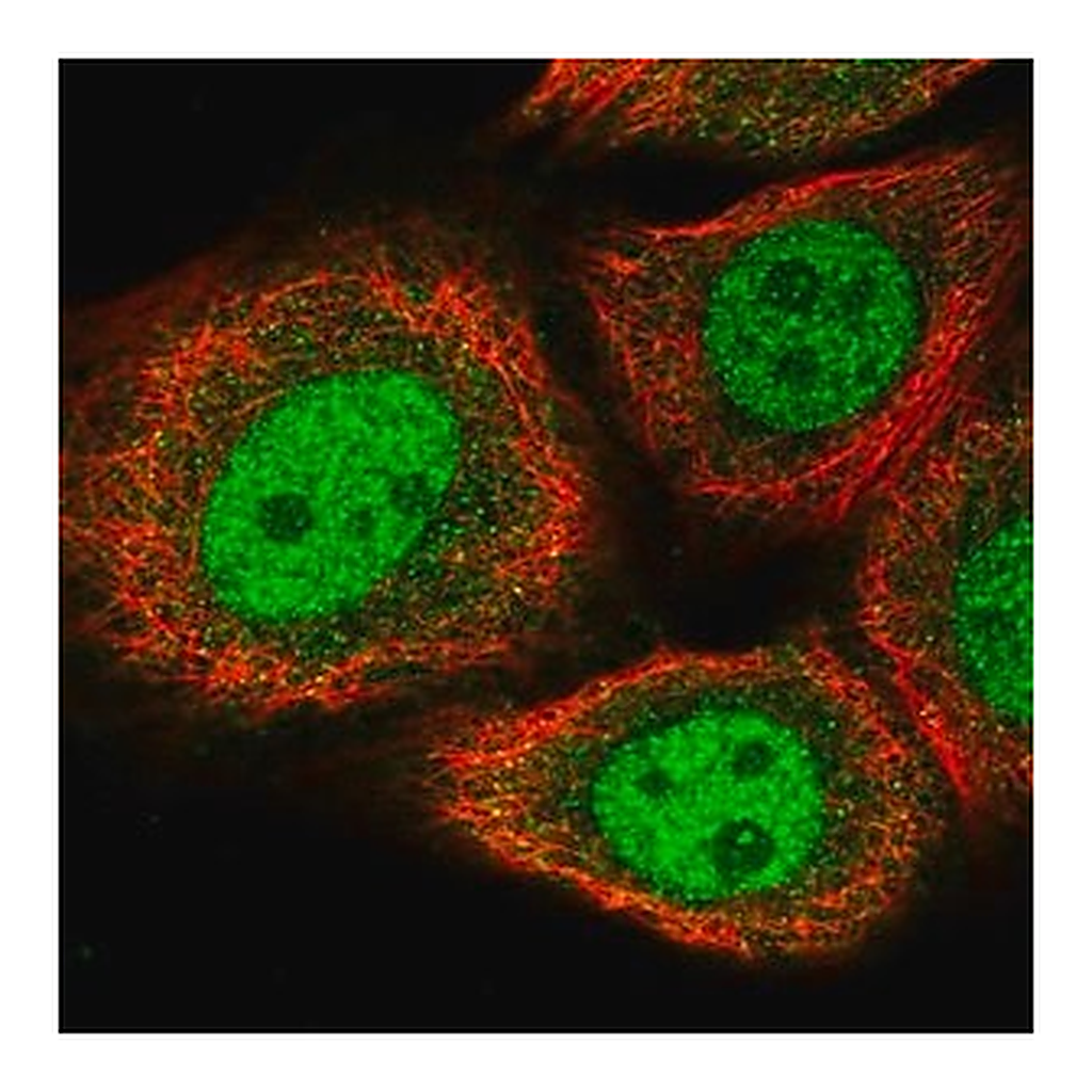 Merck Anti-BRMS1L antibody produced in rabbit