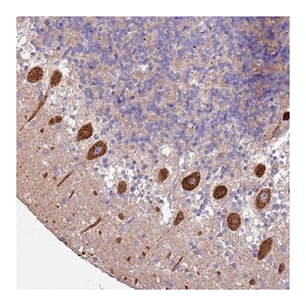 Merck Anti-ALS2 antibody produced in rabbit