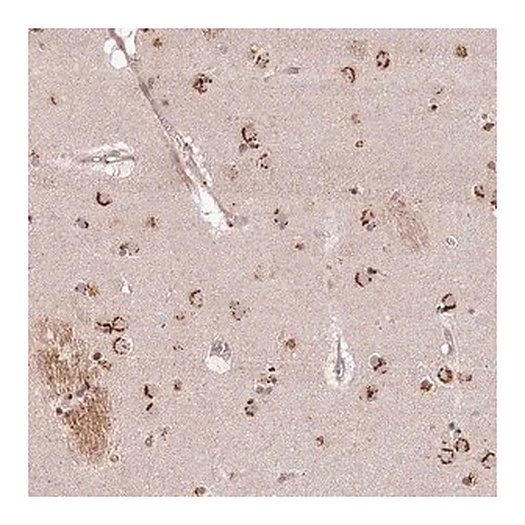 Merck Anti-AF165138.7 antibody produced in rabbit