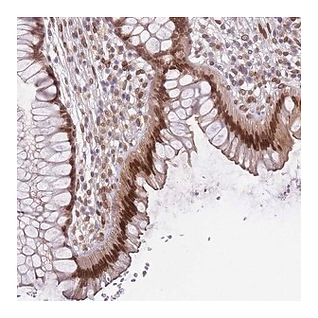 Merck Anti-C1ORF145 antibody produced in rabbit