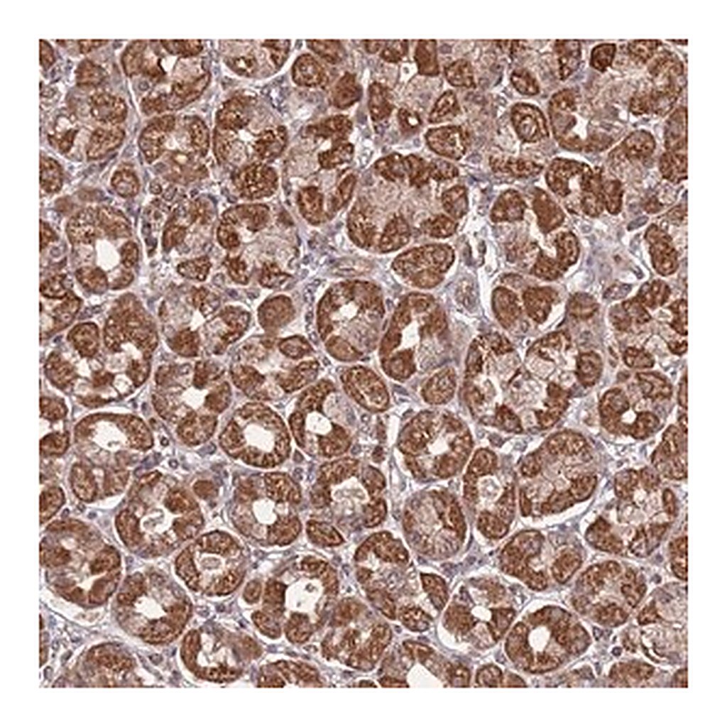 Merck Anti-PRR7 antibody produced in rabbit
