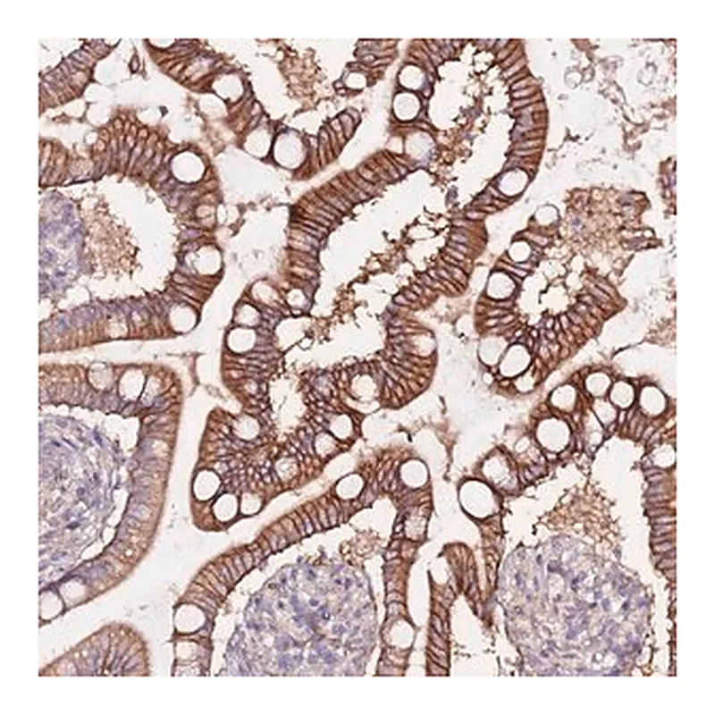 Merck Anti-FLVCR1 antibody produced in rabbit