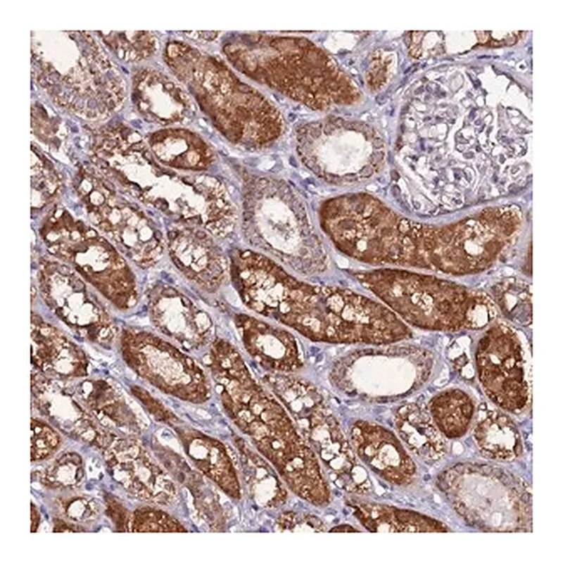 Merck Anti-AHI1 antibody produced in rabbit