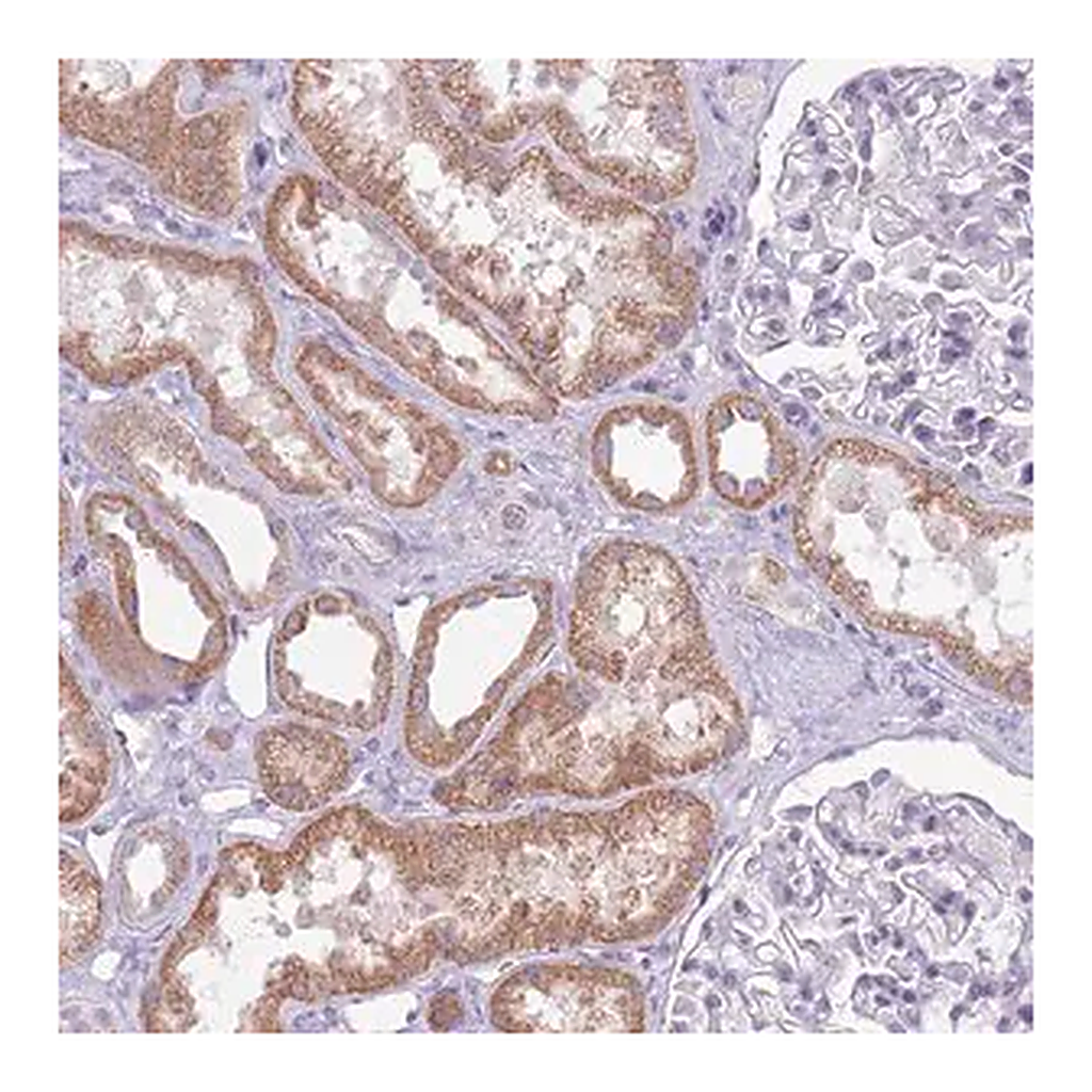 Merck Anti-SYS1 antibody produced in rabbit