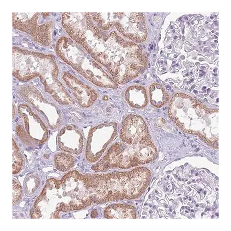 Merck Anti-SYS1 antibody produced in rabbit