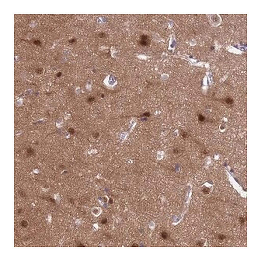 Merck Anti-SHC3 antibody produced in rabbit