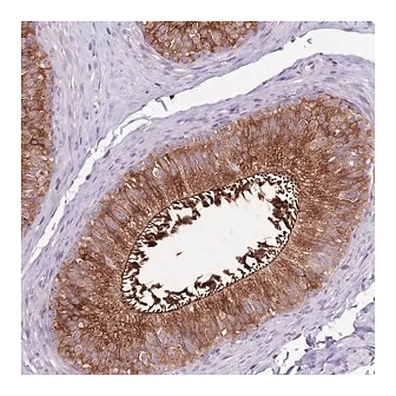Merck Anti-ZSWIM1 antibody produced in rabbit