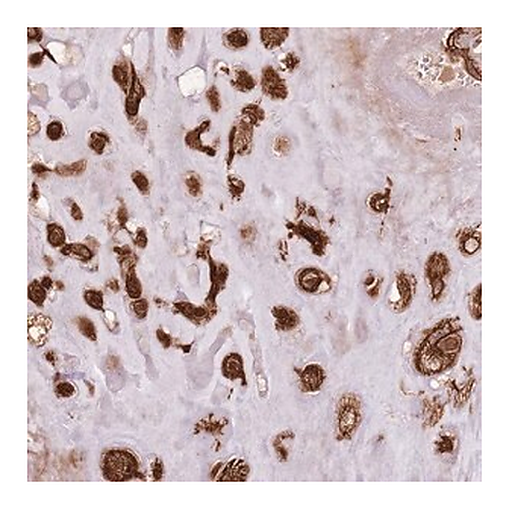 Merck Anti-FAM47B antibody produced in rabbit