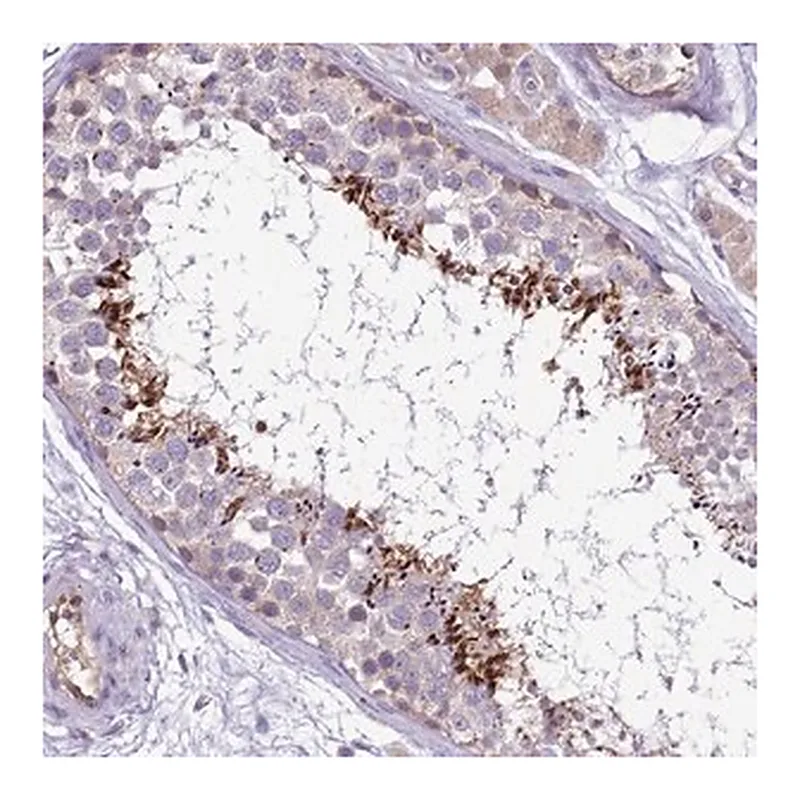 Merck Anti-PLCXD3 antibody produced in rabbit