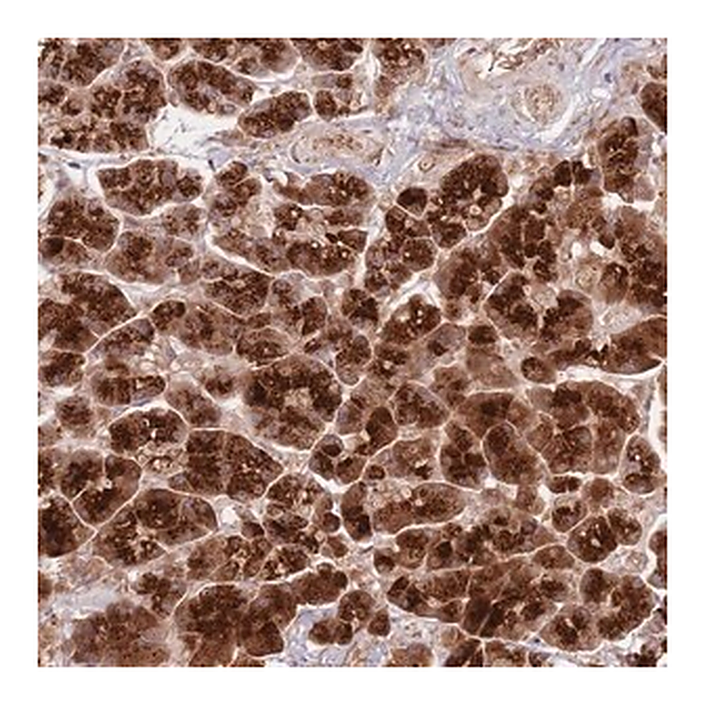 Merck Anti-NT5DC4 antibody produced in rabbit
