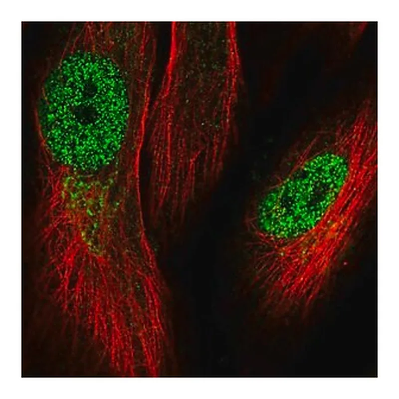 Merck Anti-KRBOX1 antibody produced in rabbit