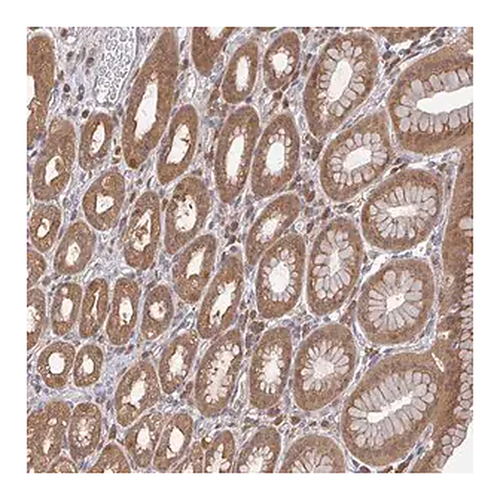 Merck Anti-GOLGA7 antibody produced in rabbit