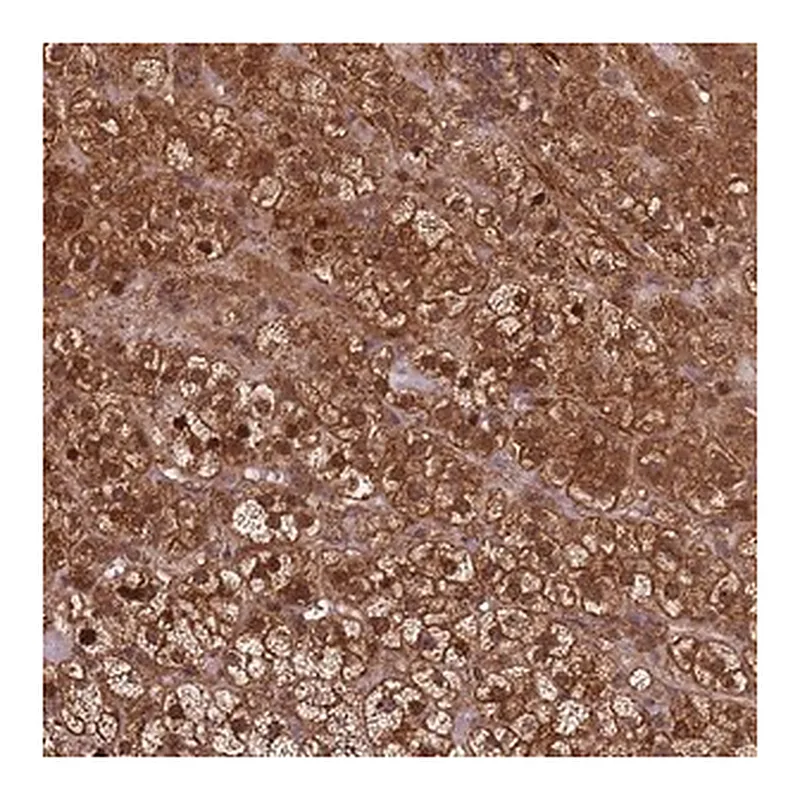 Merck Anti-KIF26A antibody produced in rabbit