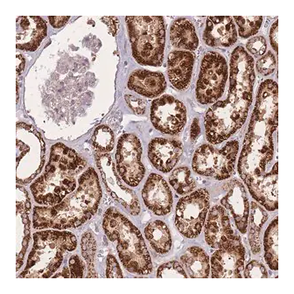 Merck Anti-OR10Q1 antibody produced in rabbit