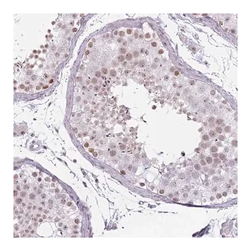 Merck Anti-REXO4 antibody produced in rabbit