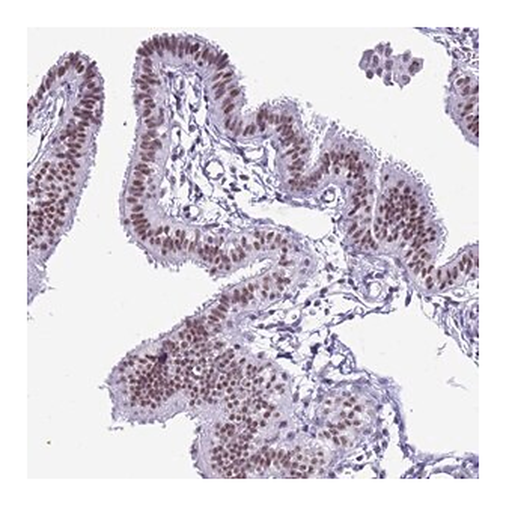 Merck Anti-DHX15 antibody produced in rabbit