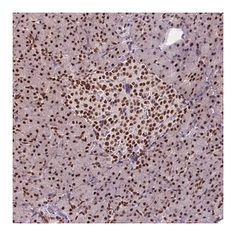 Merck Anti-ESF1 antibody produced in rabbit