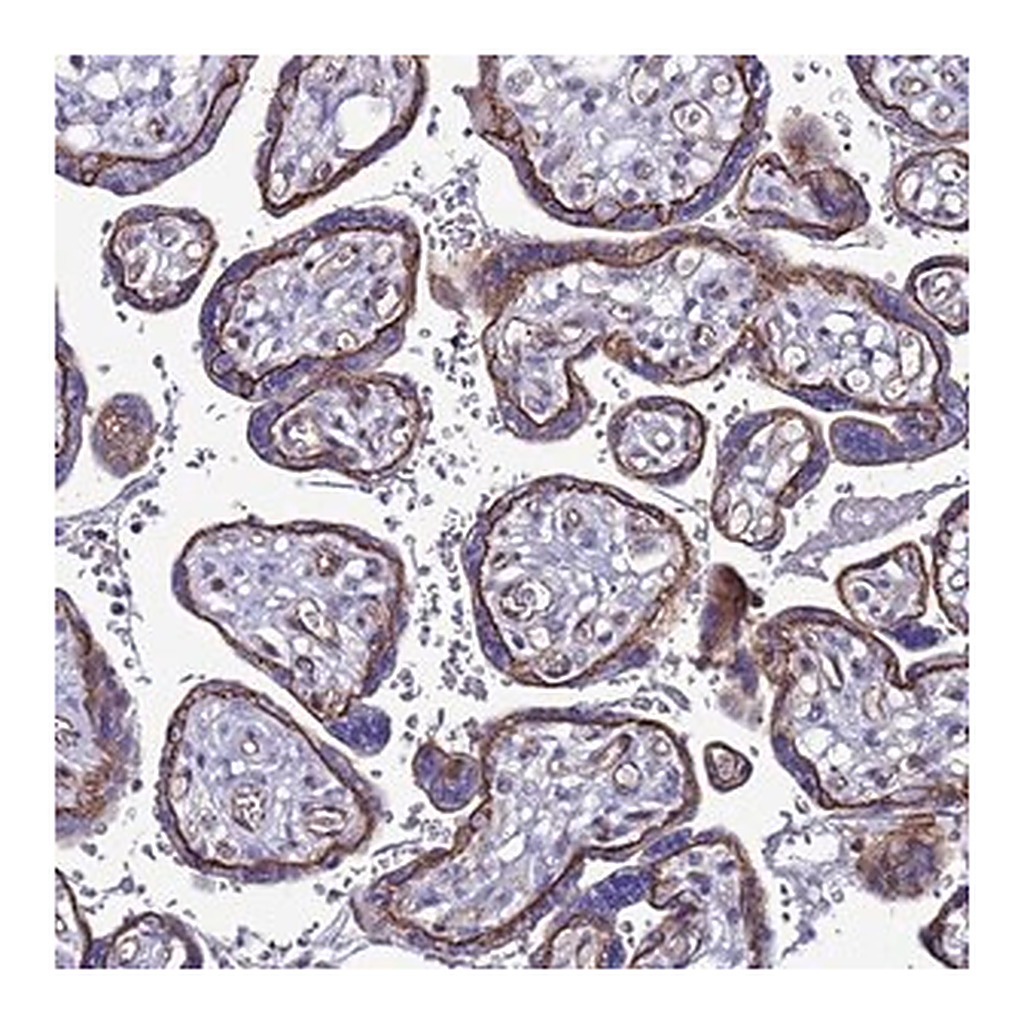 Merck Anti-TENM3 antibody produced in rabbit