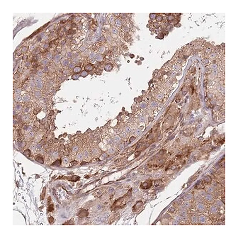 Merck Anti-RNF19B antibody produced in rabbit