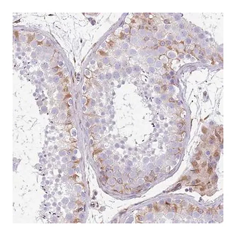 Merck Anti-ANKRD53 antibody produced in rabbit