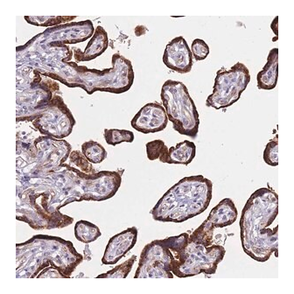 Merck Anti-FAM227B antibody produced in rabbit
