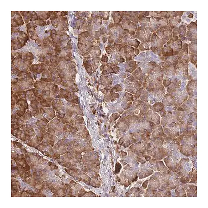 Merck Anti-FRAT2 antibody produced in rabbit