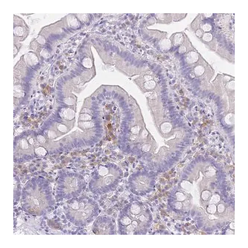 Merck Anti-SSUH2 antibody produced in rabbit