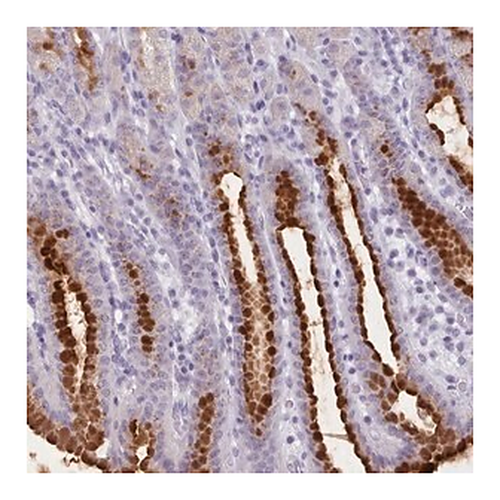 Merck Anti-FBXO48 antibody produced in rabbit