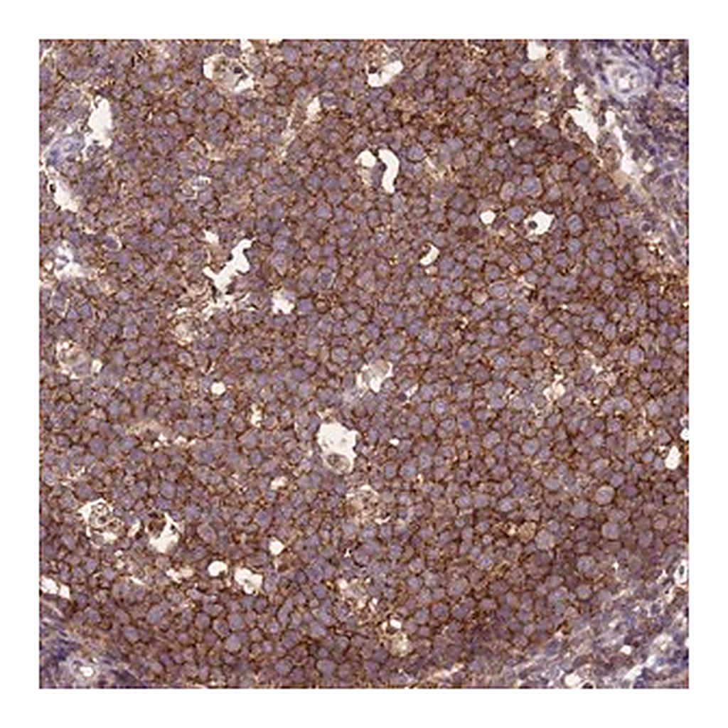 Merck Anti-CD53 antibody produced in rabbit